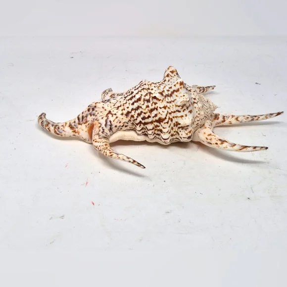 Spider Conch Sea Shell - Picture 4 of 6